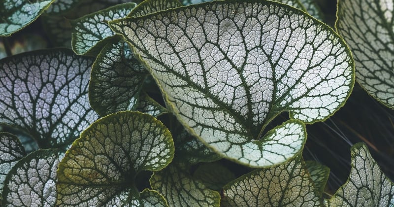 Créer un jardin méditerranéen luxuriant et écologique : nos secrets