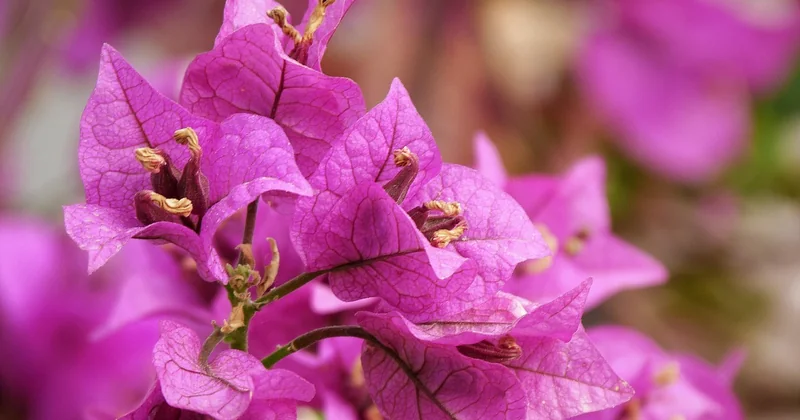Aménager un petit jardin méditerranéen : le cas concret
