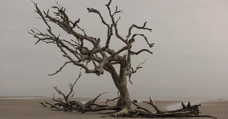 Quelle est la durée de vie d'une extension en bois ?