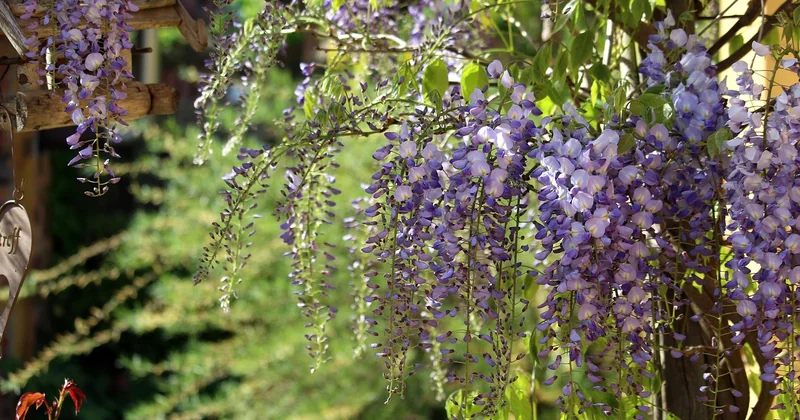 Comment ombrager une terrasse avec des plantes : les essences qui tiennent réellement