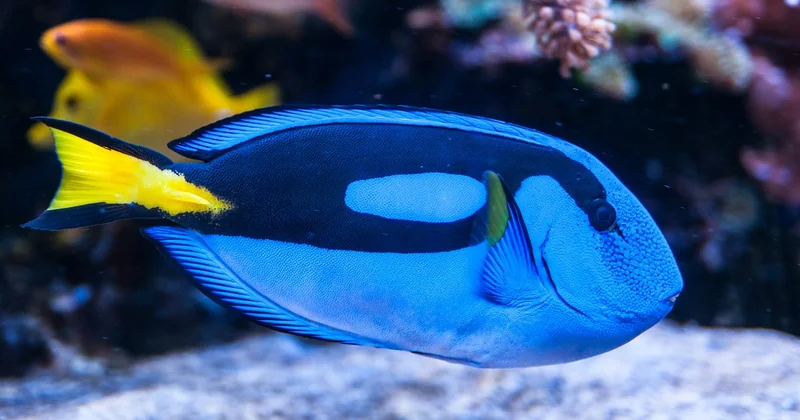 La palette qui fait tout : oser le contraste plutôt que la monotonie