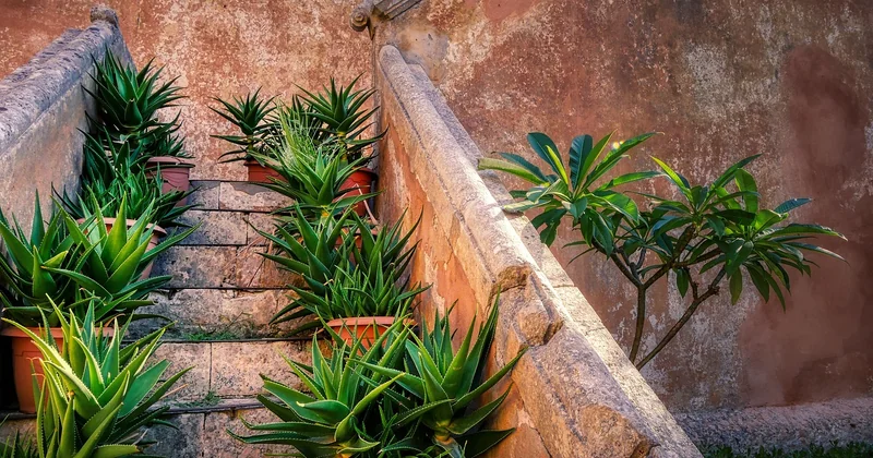 Quelles plantes pour un jardin sec méditerranéen ?