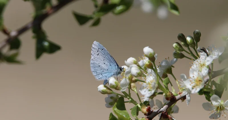 Un jardin méditerranéen écologique : la biodiversité se mesure